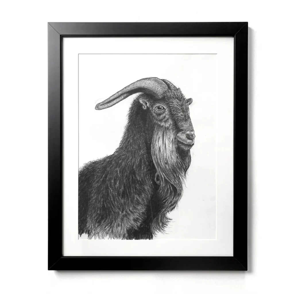 Charcoal Portrait of a Himalayan Goat
