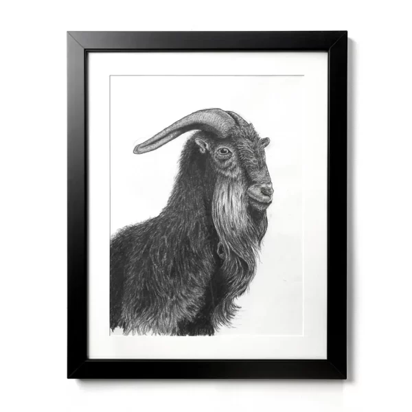 Charcoal Portrait of a Himalayan Goat